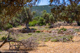 <center>Sifnos.</center>17/06/2008.