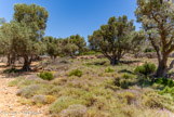 <center>Sifnos.</center>17/06/2008.