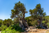 <center>Sifnos.</center>17/06/2008.