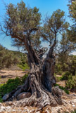 <center>Sifnos.</center>17/06/2008.