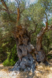 <center>Sifnos.</center>17/06/2008.