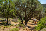 <center>Sifnos.</center>17/06/2008.