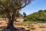 <center>Sifnos.</center>17/06/2008.