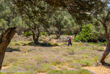 <center>Sifnos.</center>17/06/2008.