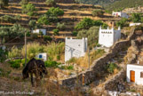 <center>Sifnos.</center>19/06/2008.