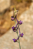 <center>Sifnos.</center>19/06/2008.