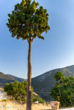 <center>Sifnos.</center>20/06/2008.