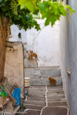 <center>Sifnos.</center>20/06/2008.