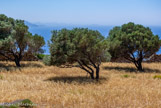 <center>Sifnos.</center>21/06/2008.