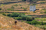 <center>Tinos.</center>26/06/2008.