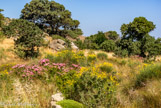 <center>Tinos.</center>27/06/2008. Volax.