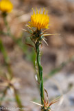 <center>Tinos.</center>27/06/2008.