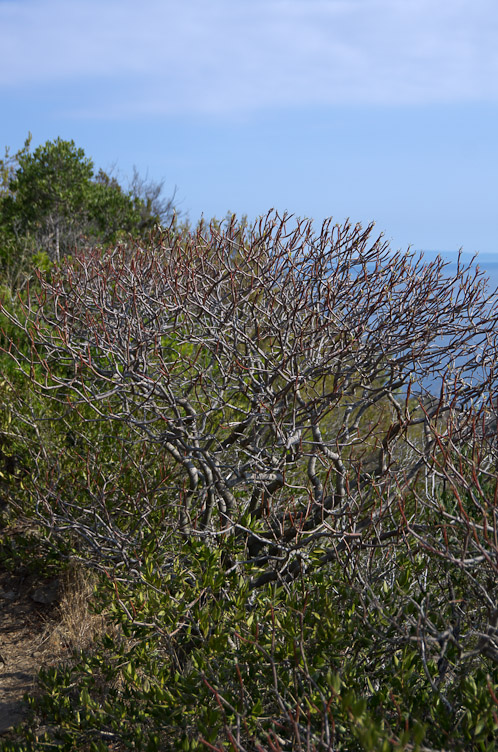 Euphorbe arborescente