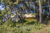 La forêt de Castillon.