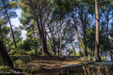 La forêt de Castillon.