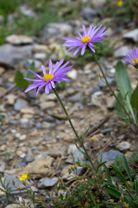 Premier jour : de St Paul au refuge du Chambeyron