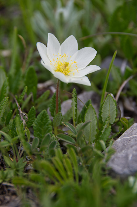 Premier jour : de St Paul au refuge du Chambeyron