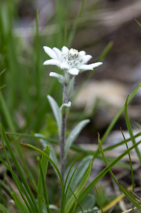 Premier jour : de St Paul au refuge du Chambeyron