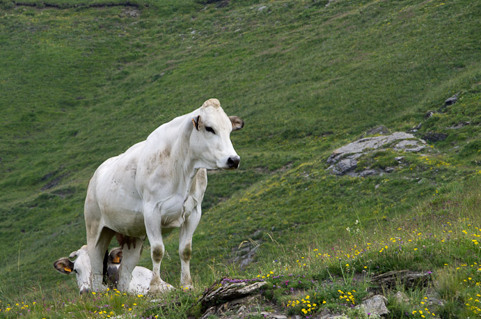 Cinquième jour : d'Elva à Pontechianale.